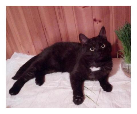 Особенный ласковый котик Черныш окраса черный дым в дар