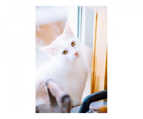 Бело-рыжий котик Персик в дар