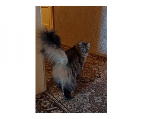 Роскошная сибирская кошка Василиса в дар