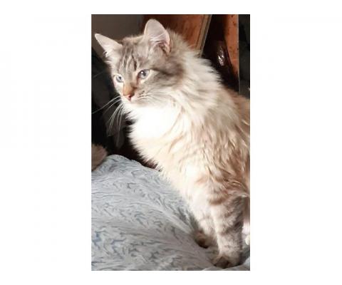 Шикарная голубоглазая красавица — невская маскарадная кошка Мадлен