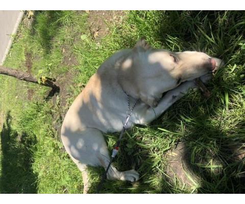 Найдена собака - золотистый ретривер предположительно на Зорге