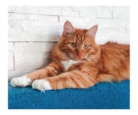 Роскошный рыжий кот Янтарь ищет дом!