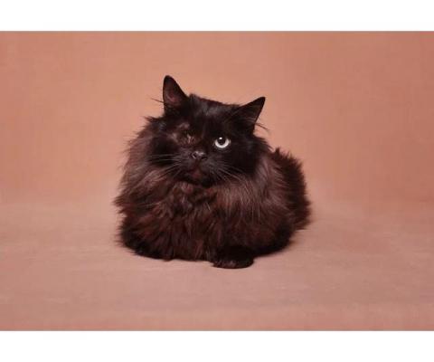 Особенный красавчик котик Блек Джек ищет дом!