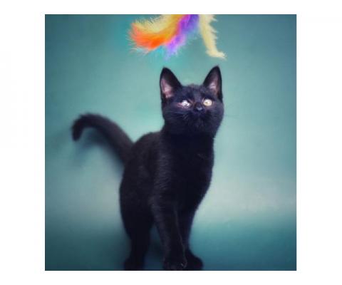 Чудный черный котенок-хулигашка в дар!