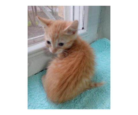 Симпатичный рыжий котёнок Фима в дар