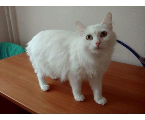 Симпатичная белая  кошка Даша в дар