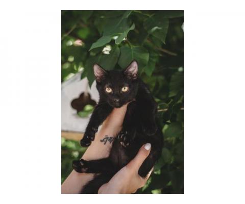 Черные котята в добрые руки