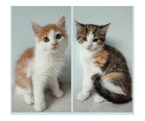 Шикарные котятки Лео и Зизи ищут семьи!