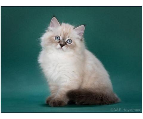 Сибирская/Невская маскарадная кошка. Котята