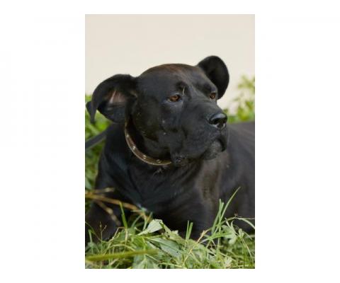 Метис корсо Нора - эмоциональная, добрейшая собака. В добрые руки