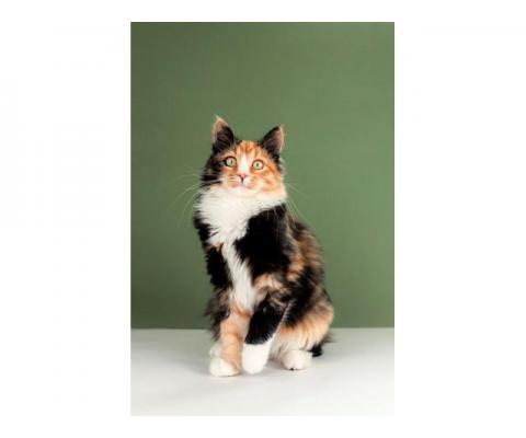 Пушистый котенок Ириска — метис мейн-куна и сибирской в добрые руки
