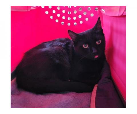 Офелия - черная бархатная кошка! Ситуация SOS