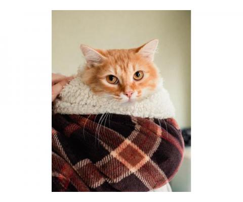 Рыжий пушистый мраморный кот Чедер в добрые руки