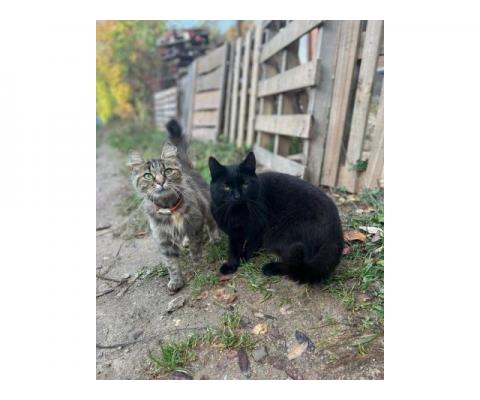 Кошка Подружка и котик Черныш. В добрые руки