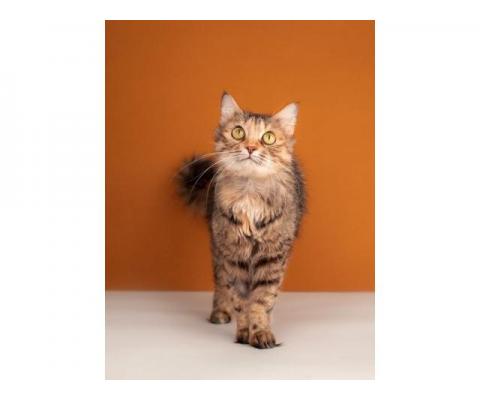 Метис сибирской и британской породы пушистая кошка Милашка в дар