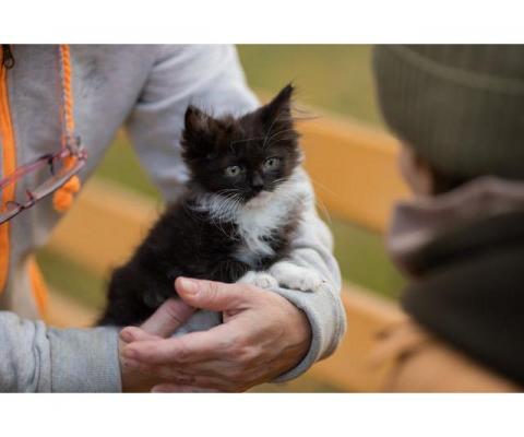 Пушистый сибирский котенок Мура в добрые руки