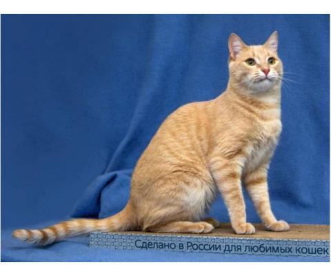 Симпатичный котик- рыжий  полосатик Рыжик ищет дом