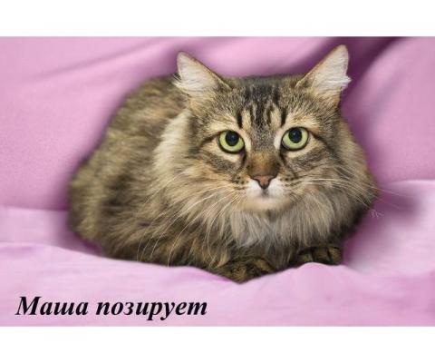 Зеленоглазая сибирячка кошка Маша ищет дом