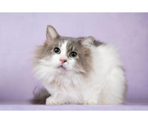 Пушистый сибирский умный нежный кот Вегас в добрые руки