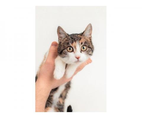Трехцветный котенок Муся в добрые руки