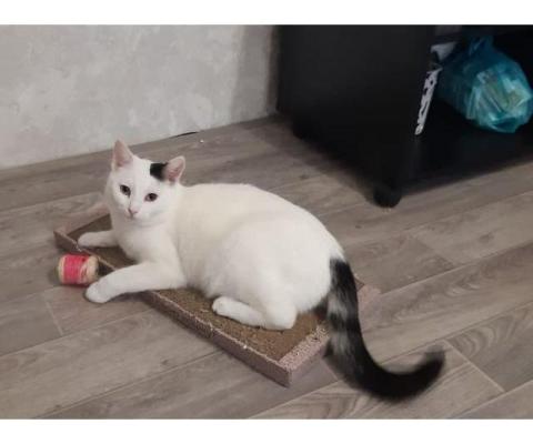Симпатичная белая кошка Маруся ищет дом