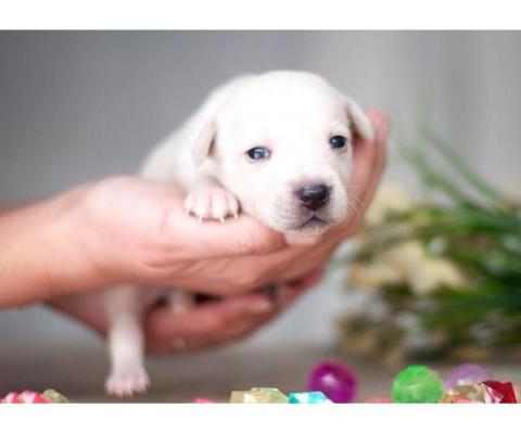 Белые и рыжие щенки от маленькой собаки в добрые руки