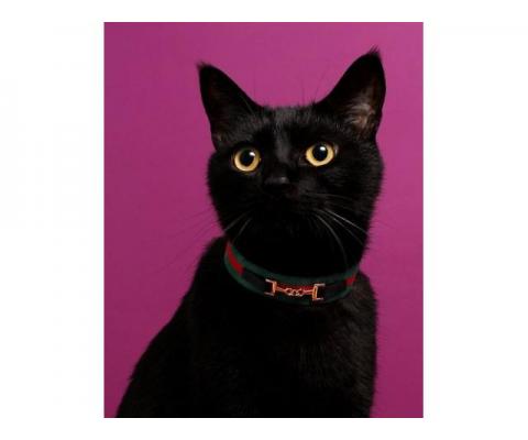 Черный котенок-подросток Гудини в дар