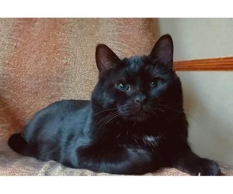Британский крупный черный красавец-кот Дуглас в добрые руки