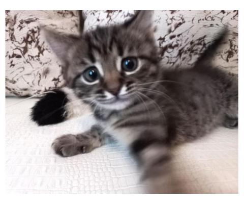 Пятнисто-полосатый котик -2 месяца