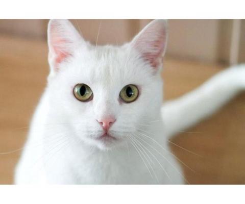 Белый котенок Танго в добрые руки