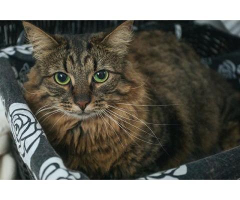 Тонни - крупный красивый котик с ярко зелеными глазами