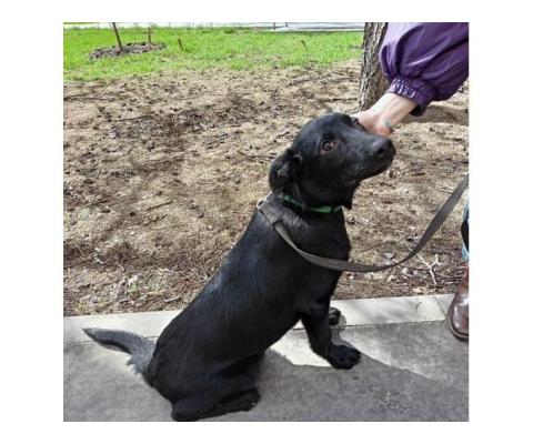 Черный ласковый щенок метис лабрадора Робин в добрые руки