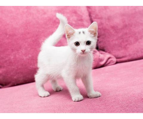 Маленькое чудо Яшенька, милейший белоснежный котенок в добрые руки