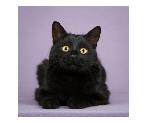 Идеальный черный красавец — кот Вин Дизель в дар