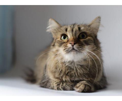 Моника - ласковая пушистая сибирская кошка.