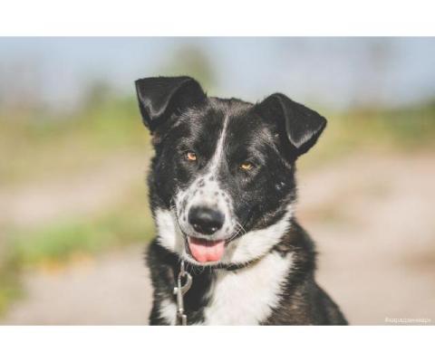 Идеальная собака-компаньон — пес Тайга в дар