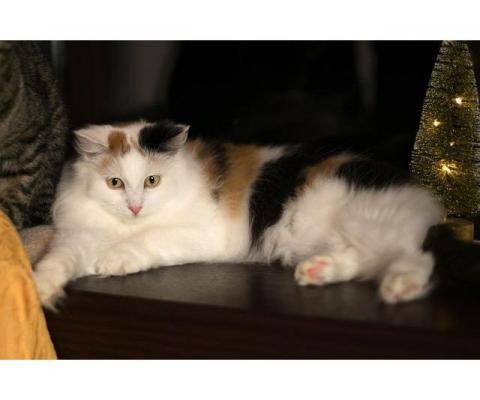 Одна из самых красивых кошек нашего приюта – красотка Монро.