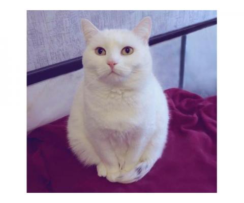 Белоснежная булочка – кошка Люси.