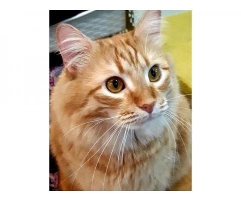 Рыжий сибирский кот Томас, вес 10 кг!