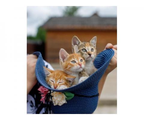 Очаровательные котята-сестрички в добрые руки!