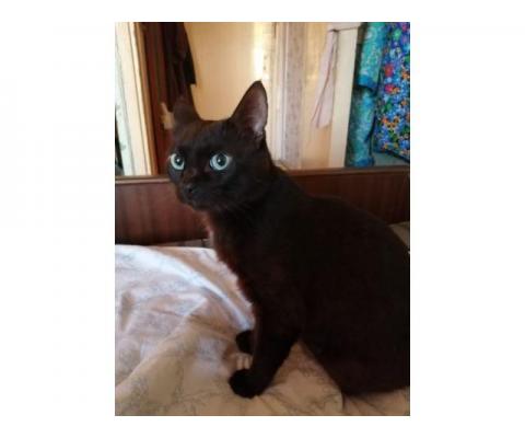 Бурманский шоколадно-черный синеглазый кот Сапфир в дар