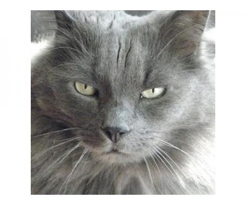 Ищет дом  пушистый серый котик Пушок