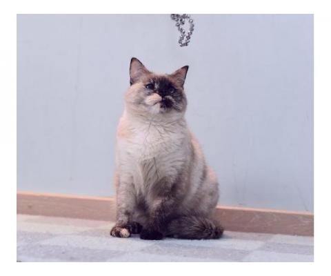 Тайская кошка Карамель ищет дом.